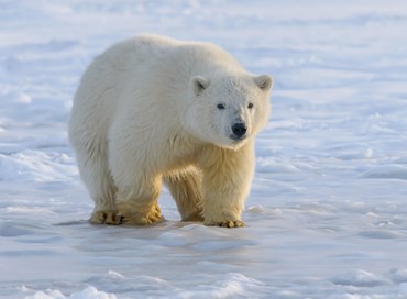 L’Artico e la geopolitica dell’orso polare