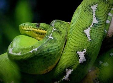 Direttiva “case green”: un frutto avvelenato