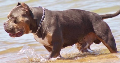 American bully Xl: una razza canina vietata in Inghilterra
