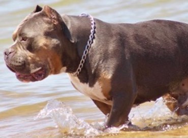 American bully Xl: una razza canina vietata in Inghilterra