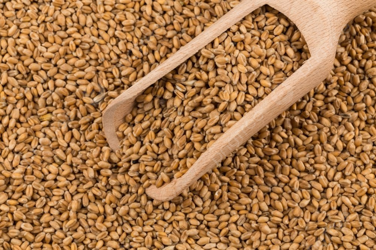 Fieragricola: l’urgenza della genetica in agricoltura