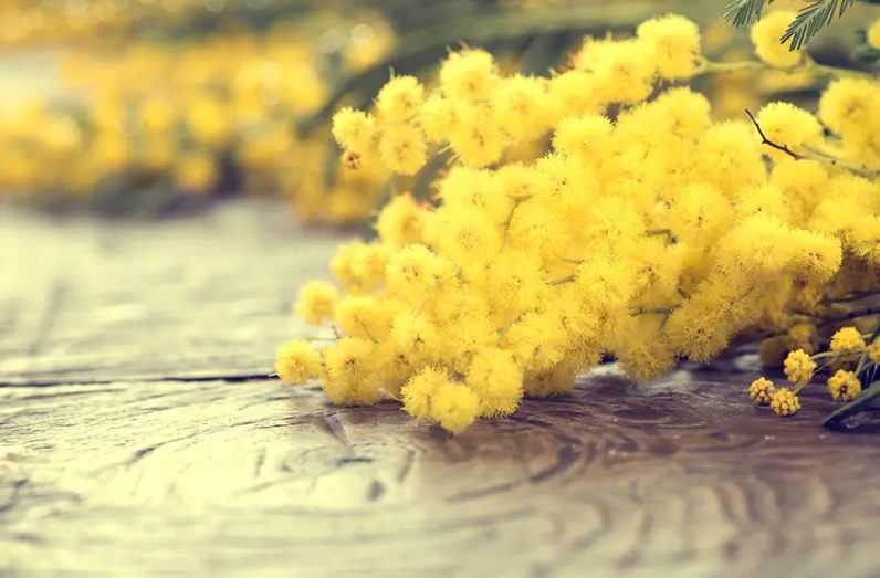  “Il Vocabolario della Felicità”: la bellezza (Video)