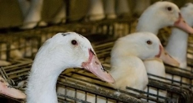 La crudeltà dietro la produzione del foie gras 