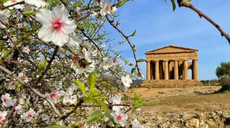 Mandorlo in fiore, un’esplosione di colori ad Agrigento