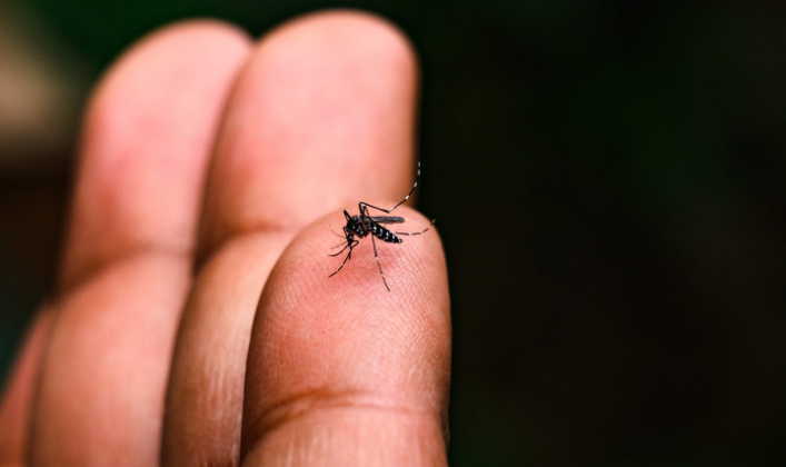 Le malattie veicolate dalle zanzare costano 3 miliardi l'anno