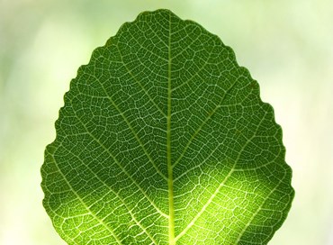 La foglia di fico