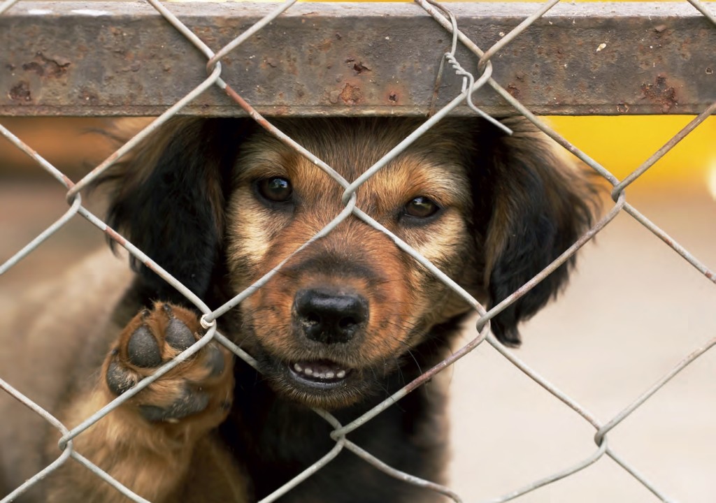 Obiettivo Muratella: primo Ospedale veterinario pubblico 