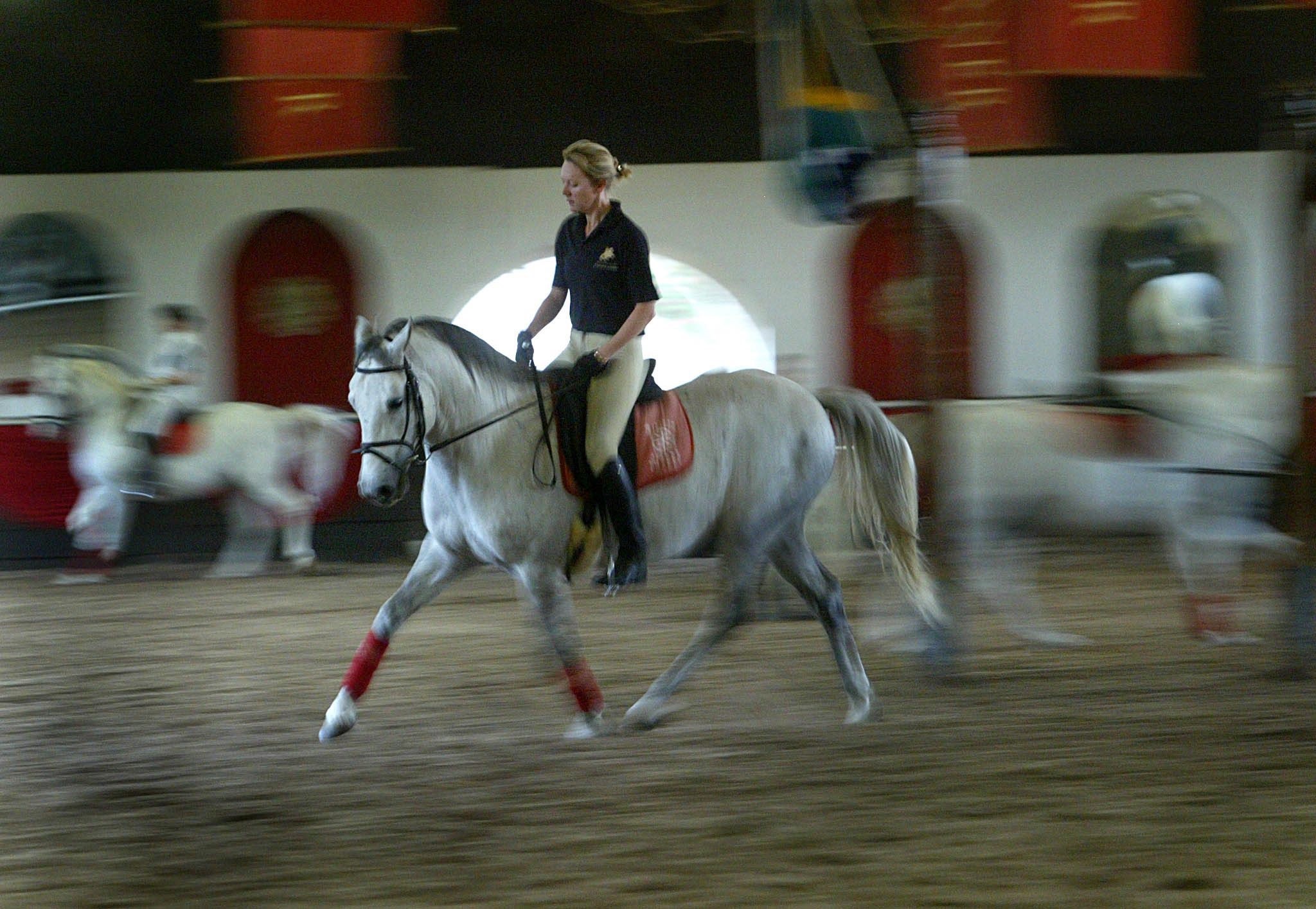 La visita veterinaria pre-acquisto del cavallo