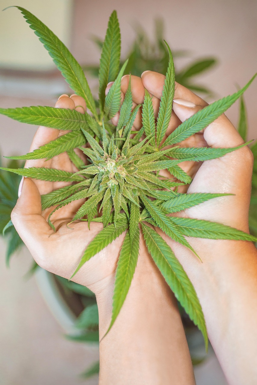 Cannabis negli Stati Uniti: verso una nuova classificazione federale