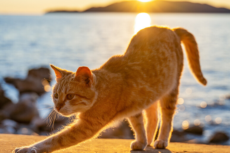 Pillole di sano menefreghismo (Podcast)