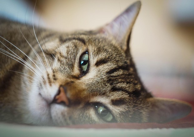 Pillole di sano menefreghismo (Podcast)