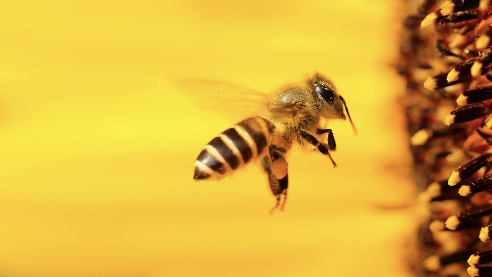 Il Friuli e la Slovenia uniti per salvare le api