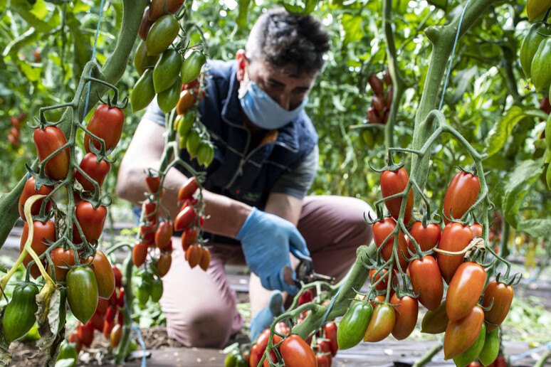 Pomodori, sussidi e salari
