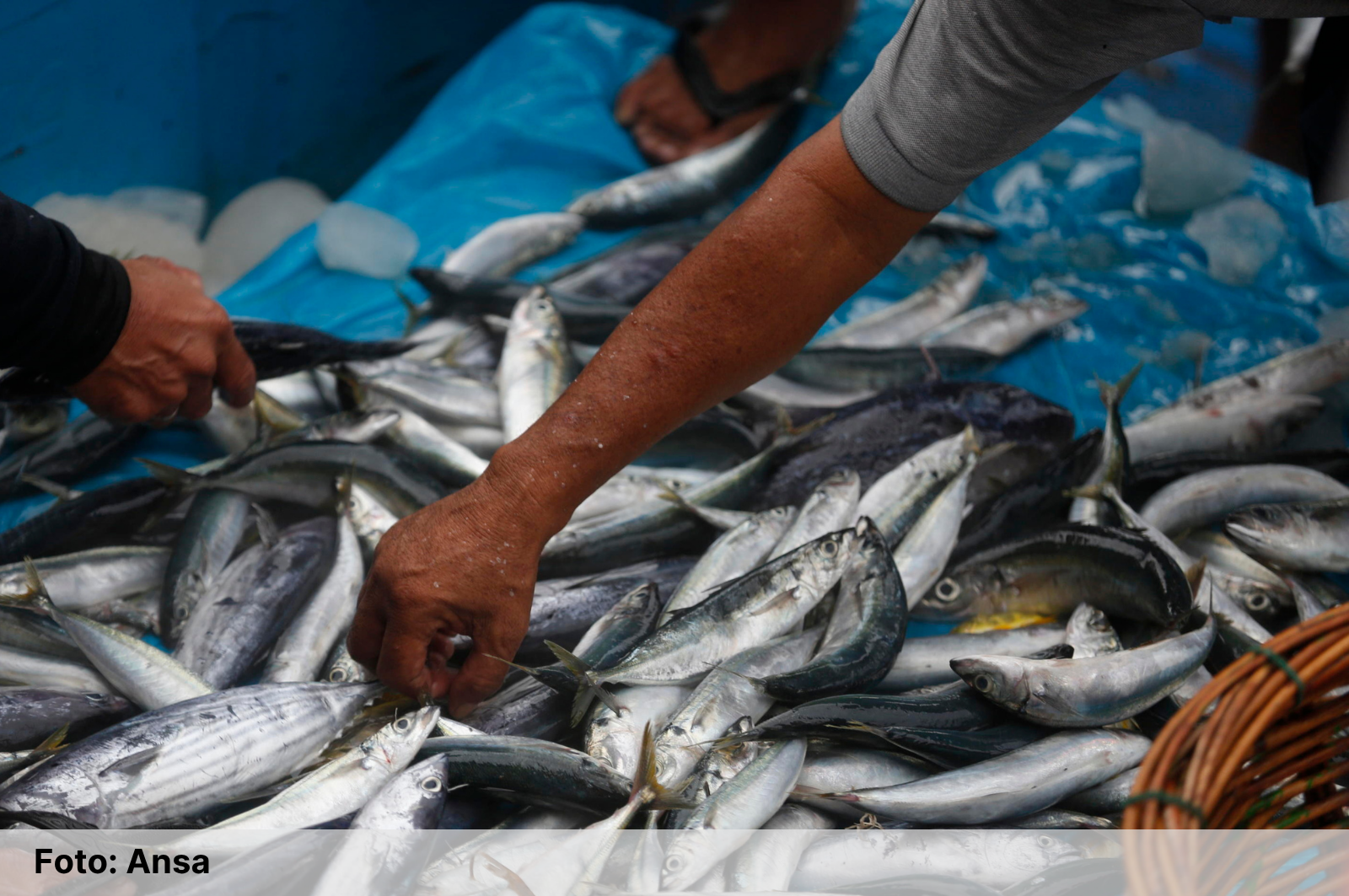 Vade retro magnoni di pesce
